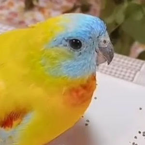 Meet your Posher, Mia